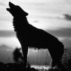 Apex Wildlife Removal, Depredation & Exclusion