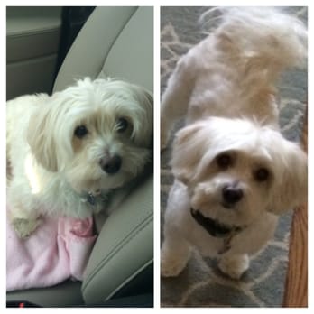 Pup-N-Cuts - Before and after from his last grooming appointment (Maltese/poodle) - Pet Groomers Near Me - Brookhaven, Georgia Pup-N-Cuts - Before and after from his last grooming appointment (Maltese/poodle) - Pet Groomers Near Me - Brookhaven, Georgia