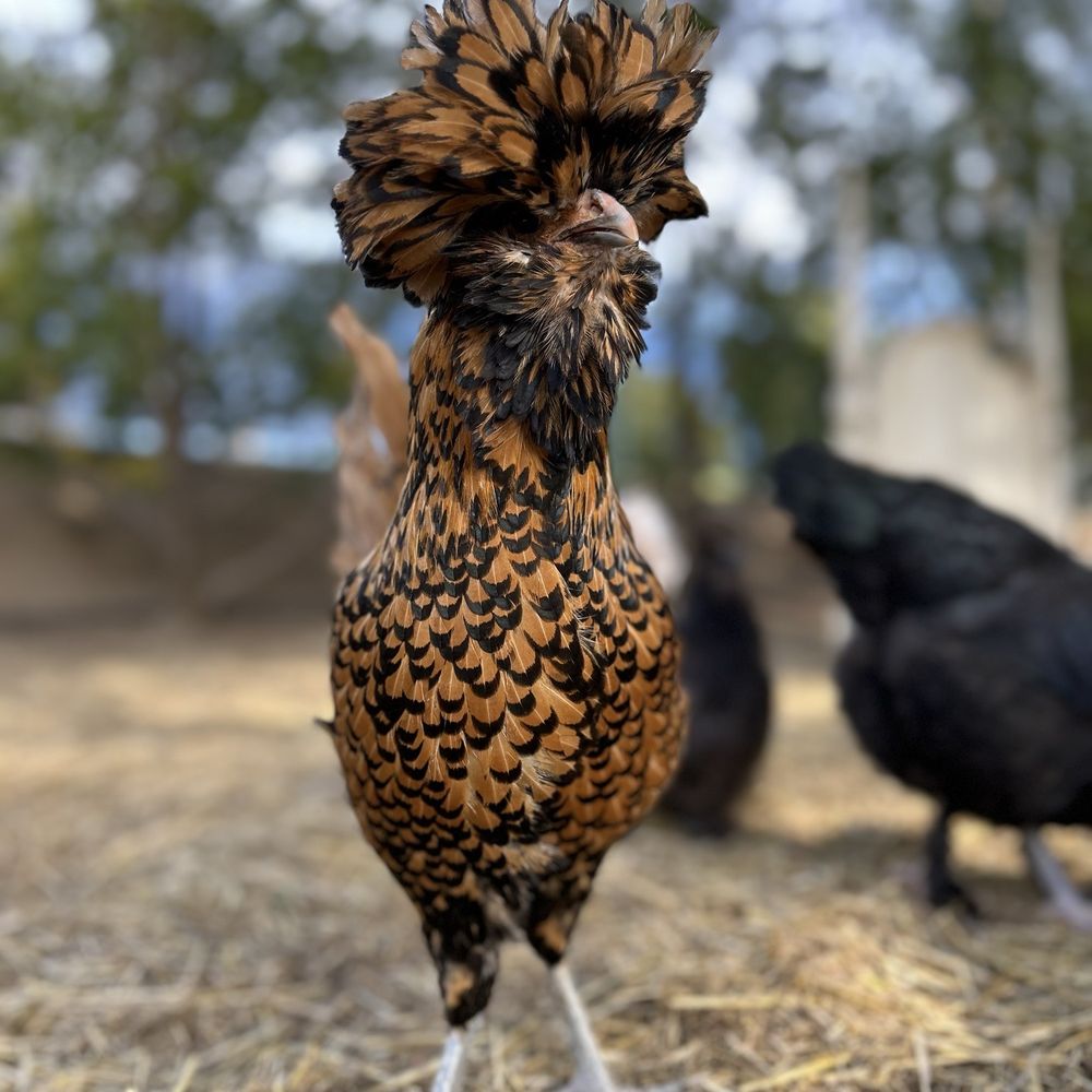 The Vine House Bed & Breakfast - My fav chicken bc of hairdo - Bed & Breakfast Near Me - Temecula, California The Vine House Bed & Breakfast - My fav chicken bc of hairdo - Bed & Breakfast Near Me - Temecula, California
