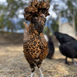 The Vine House Bed & Breakfast - My fav chicken bc of hairdo
