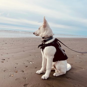 Nitro K-9 - Pet Training Near Me - Bothell, Washington