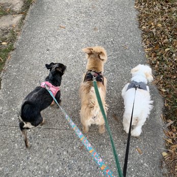 Little Pup Lounge - Morning walks - Pet Boarding Near Me - Raleigh, North Carolina Little Pup Lounge - Morning walks - Pet Boarding Near Me - Raleigh, North Carolina
