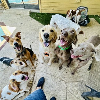 The Confident Pooch - Training pups! - Pet Training Near Me - Plano, Texas The Confident Pooch - Training pups! - Pet Training Near Me - Plano, Texas
