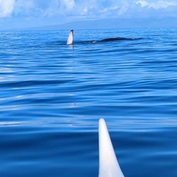 Maui Pacific Tours - Humpback rolling on its side as we drifted next to it.