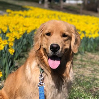 Shoreline Happy Paws - Mr Duff in the Daffodil field in Essex, CT. We hike him 3 times a week and have cared for him since the 1st day he came home as a puppy - Pet Sitting Near Me - Old Saybrook, Connecticut Shoreline Happy Paws - Mr Duff in the Daffodil field in Essex, CT. We hike him 3 times a week and have cared for him since the 1st day he came home as a puppy - Pet Sitting Near Me - Old Saybrook, Connecticut