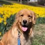 Photo of Shoreline Happy Paws