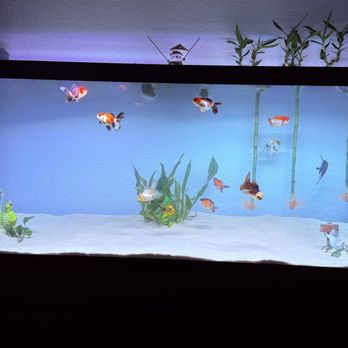 Full House Goldfish - Aquariums Near Me - San Jose, California Full House Goldfish - Aquariums Near Me - San Jose, California