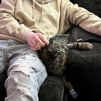 Dumb Friends League - Has already found his favorite spot. - Animal Shelters Near Me - Denver, Colorado Dumb Friends League - Has already found his favorite spot. - Animal Shelters Near Me - Denver, Colorado