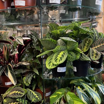 Intown Ace - More prayer plants!!!!! - Hardware Stores Near Me - Atlanta, Georgia Intown Ace - More prayer plants!!!!! - Hardware Stores Near Me - Atlanta, Georgia
