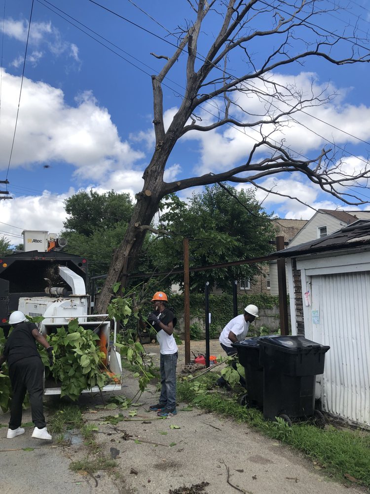 Trustworthy Tree Service - tree service in Chicago, IL