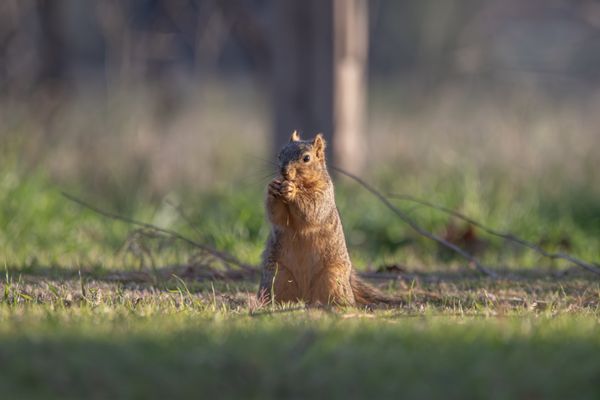 Sepulveda Basin Wildlife Reserve by null