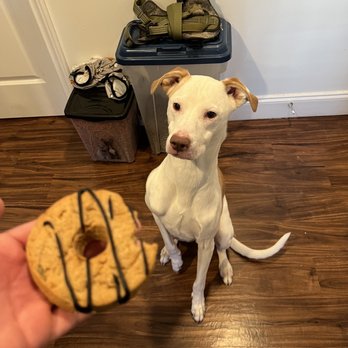 Urban Donut - Doggie donut - Donuts Near Me - Dallas, Texas Urban Donut - Doggie donut - Donuts Near Me - Dallas, Texas