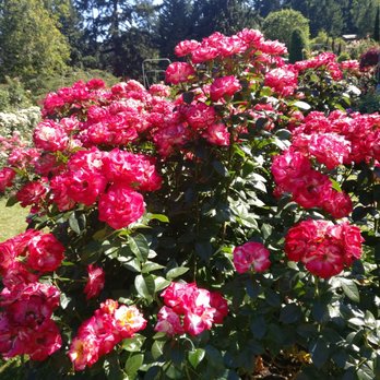Wildwood Adventures - Rose Garden - Tours Near Me Wildwood Adventures - Rose Garden - Tours Near Me