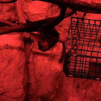 Franklin Park Zoo - Bat - Zoos Near Me - Boston, Massachusetts Franklin Park Zoo - Bat - Zoos Near Me - Boston, Massachusetts