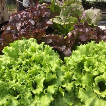 Buckeye Acres - Our selection of lettuces and greens grows every year and is available in the farm store or at several area restaurants. - Pick Your Own Farms Near Me - Warrensburg, Missouri