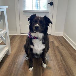 Hounds Tooth Grooming, Boarding & Doggy Day Care