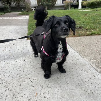 California Grooming - After. Looks baldy - Pet Groomers Near Me - Culver City, California