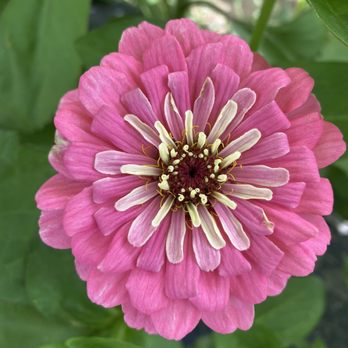 Atkinson Farm - Flower - Farmers Market Near Me - Spring, Texas