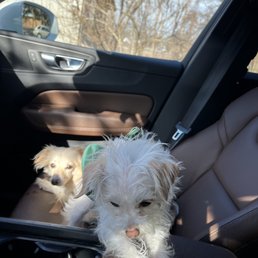 Sad puppies & Sad Owner/Frustrated Sad puppies & Sad Owner/Frustrated