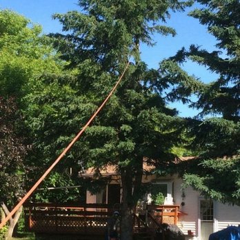 Chickadee Tree Care - Tree Services Near Me