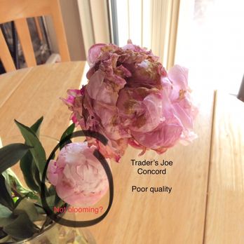 Trader Joe's - Peonies - Grocery Near Me - Concord, California Trader Joe's - Peonies - Grocery Near Me - Concord, California