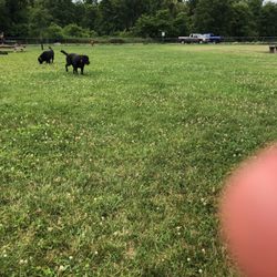 canine commons dog park