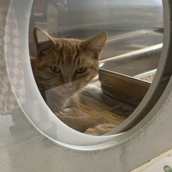 Pet Adoption Service - Pet Adoption Near Me - Murfreesboro, Tennessee Pet Adoption Service - Pet Adoption Near Me - Murfreesboro, Tennessee