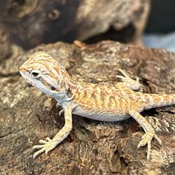 Curious Pets and Curiosities