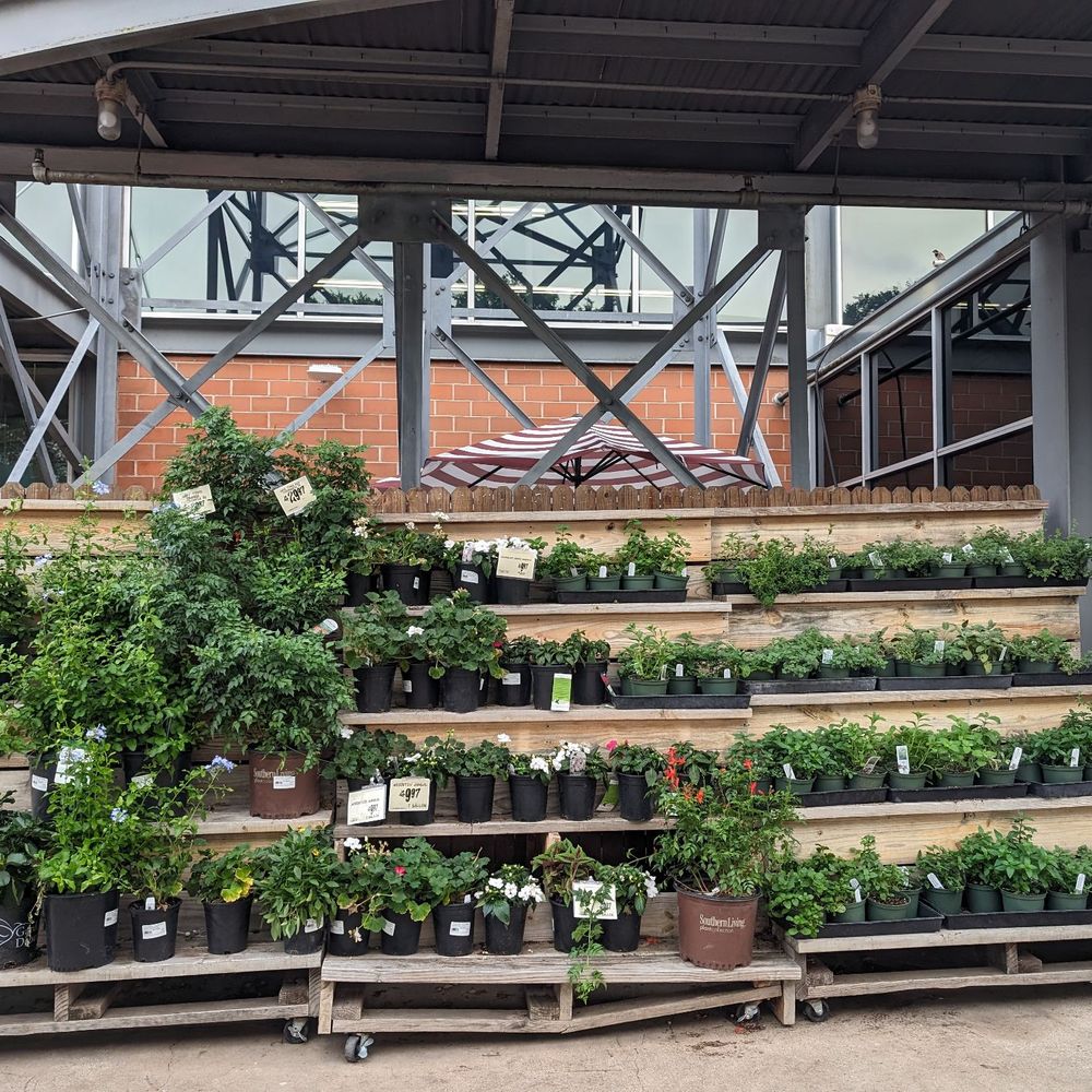 Central Market - Herb plants - Grocery Near Me - Austin, Texas