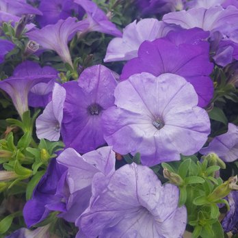 Country Corner Farm Market - purple and white petunins - Fruits & Veggies Near Me - Ship Bottom, New Jersey Country Corner Farm Market - purple and white petunins - Fruits & Veggies Near Me - Ship Bottom, New Jersey