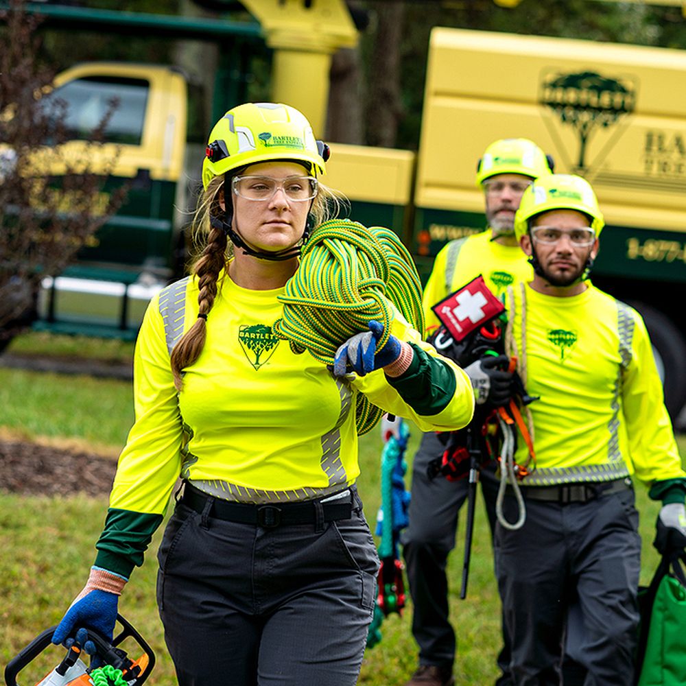 THE BEST 10 Tree Services near CLARENCE, NY 14031 - Updated 2025 