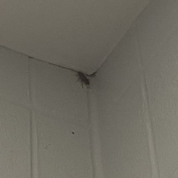 Klein Collins High School - A roach in the restroom - Middle Schools & High Schools Near Me - Spring, Texas Klein Collins High School - A roach in the restroom - Middle Schools & High Schools Near Me - Spring, Texas