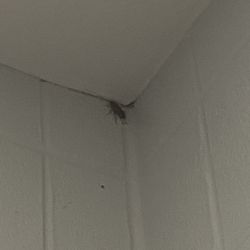 Klein Collins High School - A roach in the restroom
