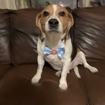 Perfect Pet Salon - Buster - Pet Groomers Near Me - Concord, California Perfect Pet Salon - Buster - Pet Groomers Near Me - Concord, California