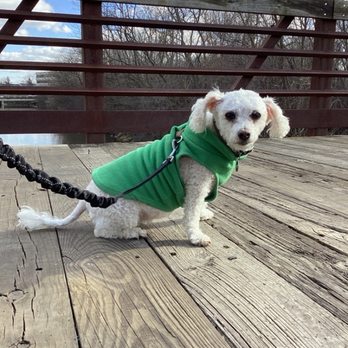 Eldridge Park - Dog on bridge - Parks Near Me - Elmhurst, Illinois Eldridge Park - Dog on bridge - Parks Near Me - Elmhurst, Illinois