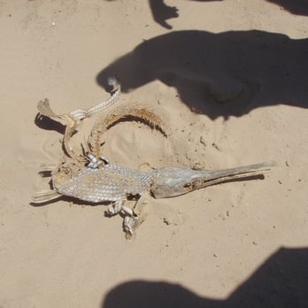 Lake Buchanan - gar - Lakes Near Me