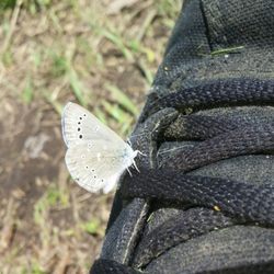 Parc du Quai-de-la-Tortue - A cute lil moth that hung out with us most of the time we were there, befriended my bf's shoe lol