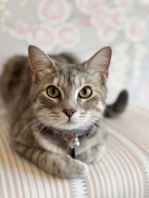 Lucky Dog Animal Rescue by null