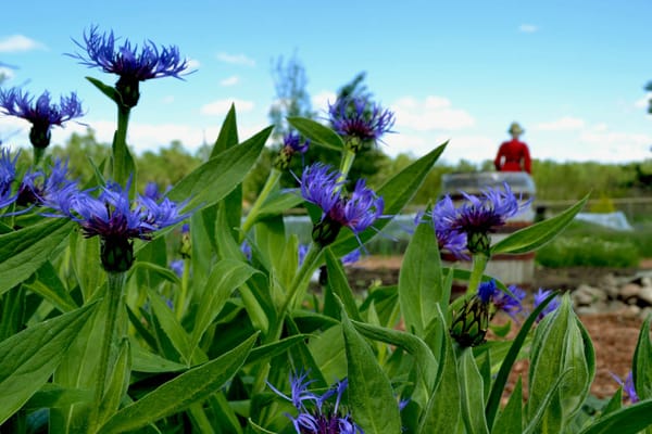 Fort Calgary National Historic Site by null