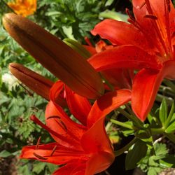 Paradise Garden Supply - Plants!