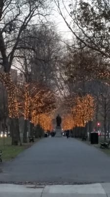 Commonwealth Avenue Mall by null