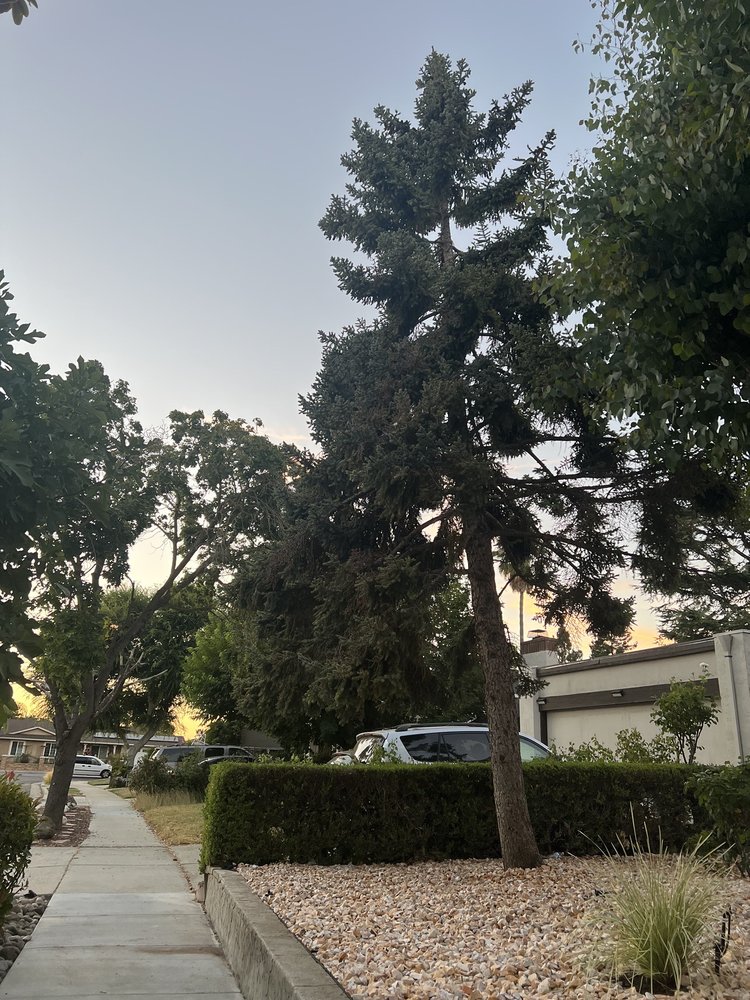 Slide of Ramirez Tree Service 