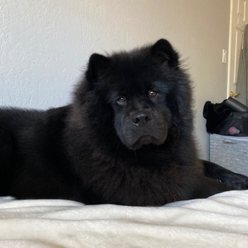 Claudia's Coiffeur Le' Petite - Pet Groomers Near Me - San Leandro, California Claudia's Coiffeur Le' Petite - Pet Groomers Near Me - San Leandro, California