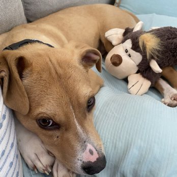 A Good Dog Rescue - Animal Shelters Near Me - Ossining, New York