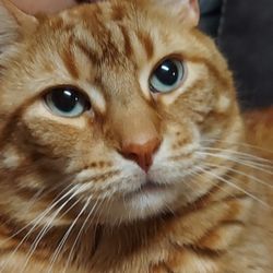 Pets Furst Urgent Care