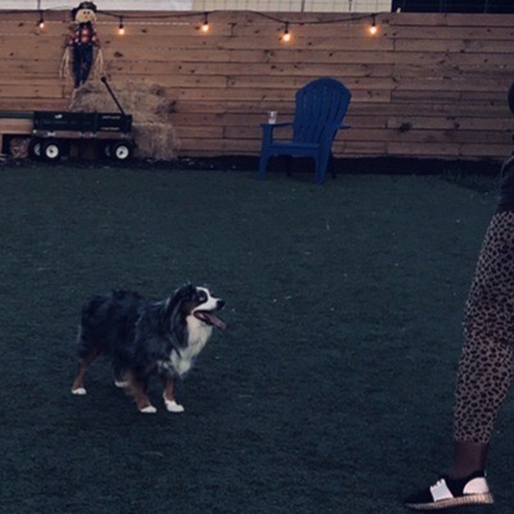 Two Shepherds Taproom - "Hey where did everybody go ... he's 30 friends went inside to cool off and play!! - Bars Near Me - Tampa, Florida Two Shepherds Taproom - "Hey where did everybody go ... he's 30 friends went inside to cool off and play!! - Bars Near Me - Tampa, Florida