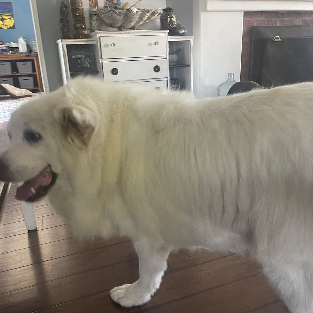 After grooming! After grooming!