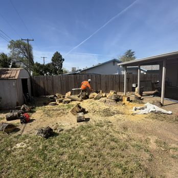 Asap Tree Care - Tree removal - Tree Services Near Me - Rancho Cordova , California Asap Tree Care - Tree removal - Tree Services Near Me - Rancho Cordova , California