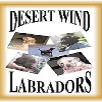 Desert Wind Labradors - Pet Training Near Me Desert Wind Labradors - Pet Training Near Me
