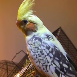 Oahu Bird Sitter